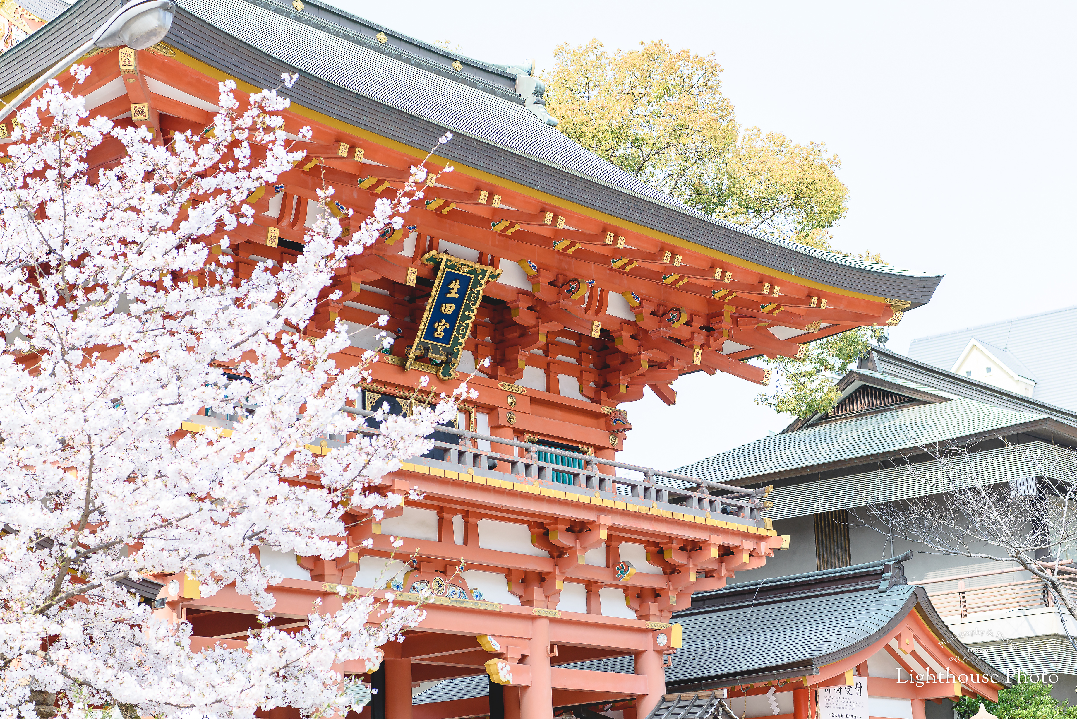 桜の季節ももうすぐ。桜と一緒にお宮参りロケーションフォト＠生田神社-1